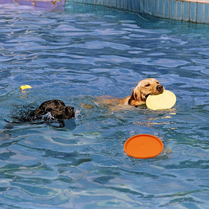 Flyer Frisbee Dog Toy